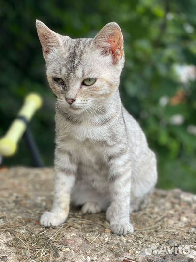 Отдадим котят бесплатно в добрые руки