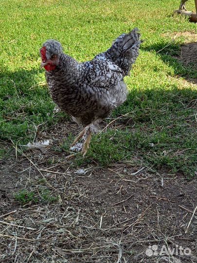 Молодые петухи