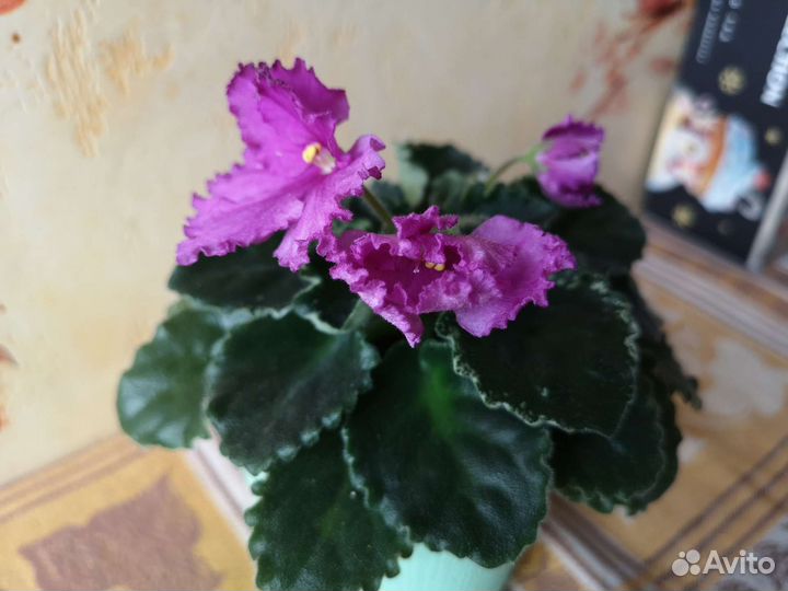 Фиалка цветущая