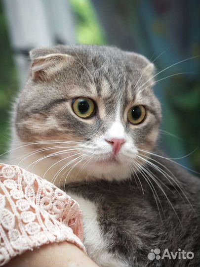 Шотландская, в добрые руки