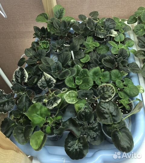 Сортовые фиалки