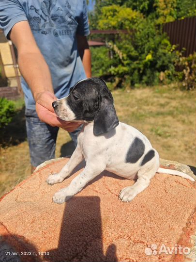 Щенки английского пойнтера