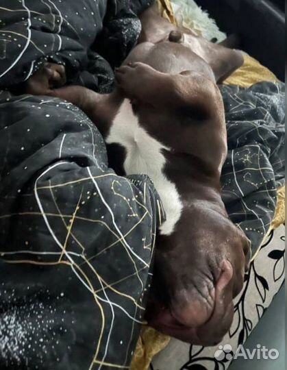 Американский булли 10 месяцев