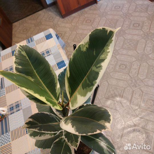 Декабрист, фикус эластика, сингониум