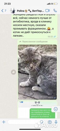 Найден кот Том серенький дымчатый