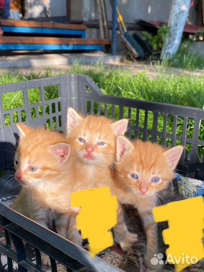 Котята