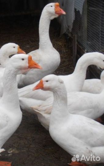 Домашняя птица гусята