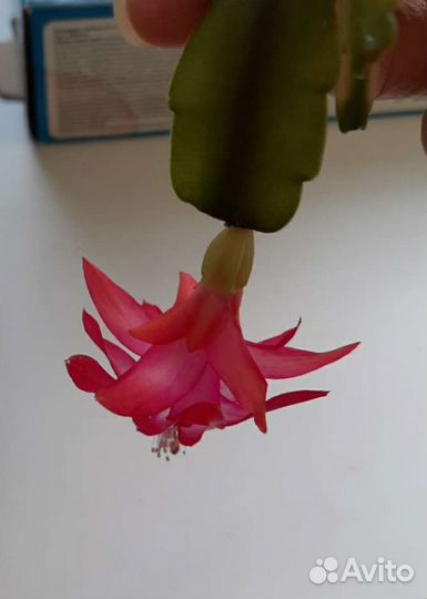 Декабрист большой и отростки