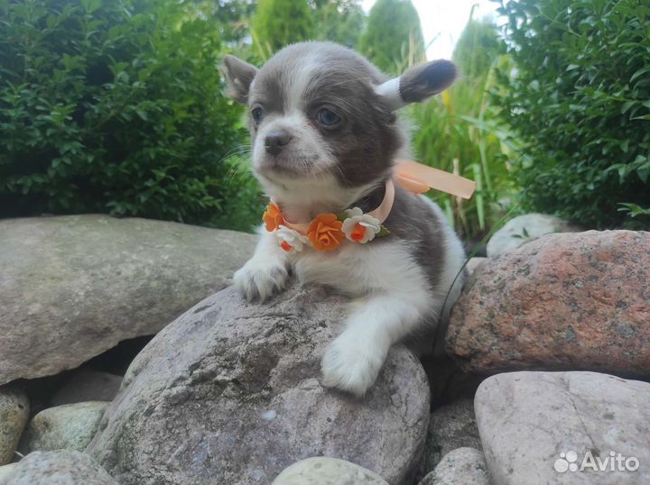 Щенки чихуахуа. Голубые и Лиловые