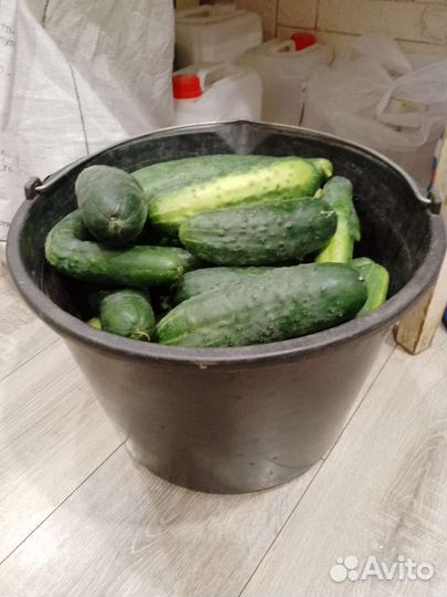 Огурцы, Кабачки