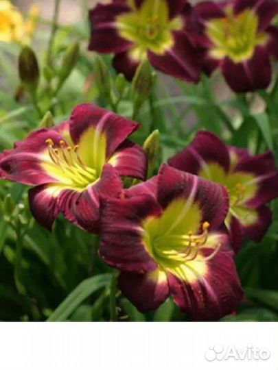 Садовые зимостойкие растения