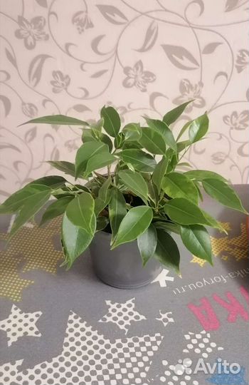 Фикус бенджамина кинки