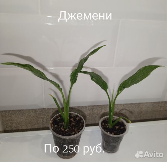 Сортовые спатифиллумы