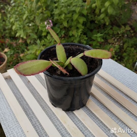 Рипсалидопсис