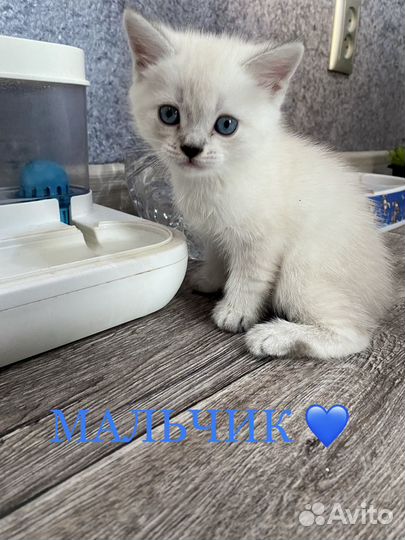 Шотландская