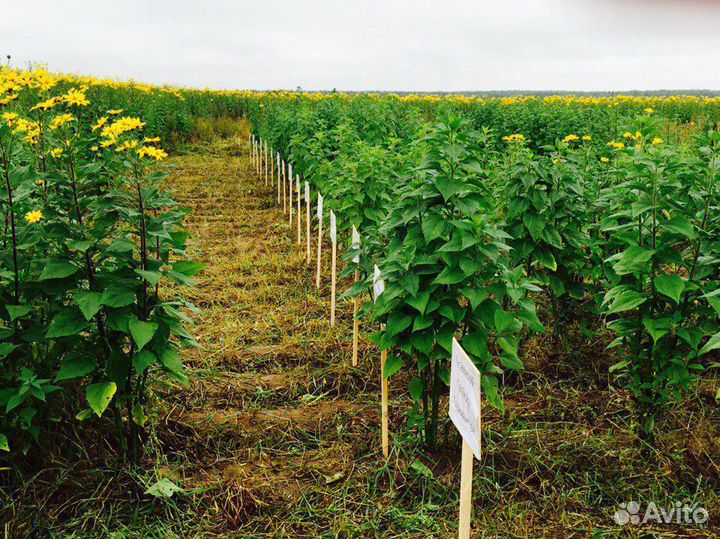 Топинамбур на посадку