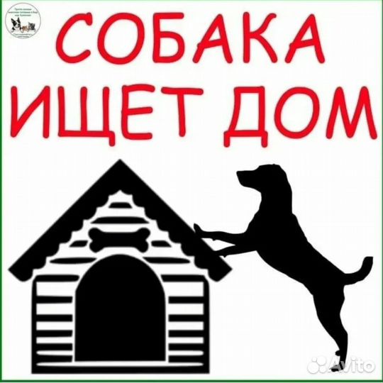 Собака в добрые руки отдам бесплатно