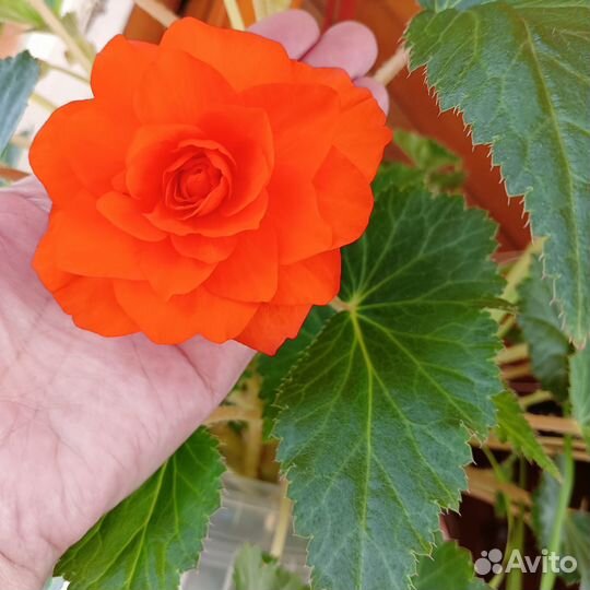 Бегония элатиор, укорененный черенок