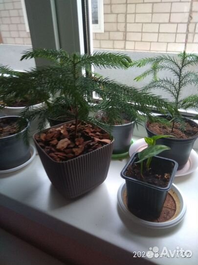 Филодендрон, Араукария