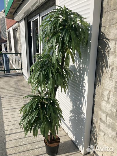 Искусственное дерево драцена