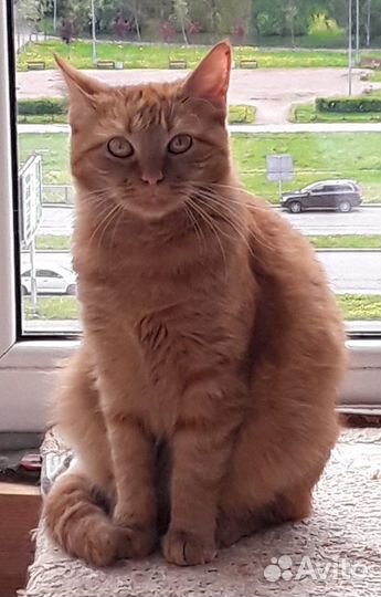 Кошка Рыжее Чудо в дар в добрые руки на счастье