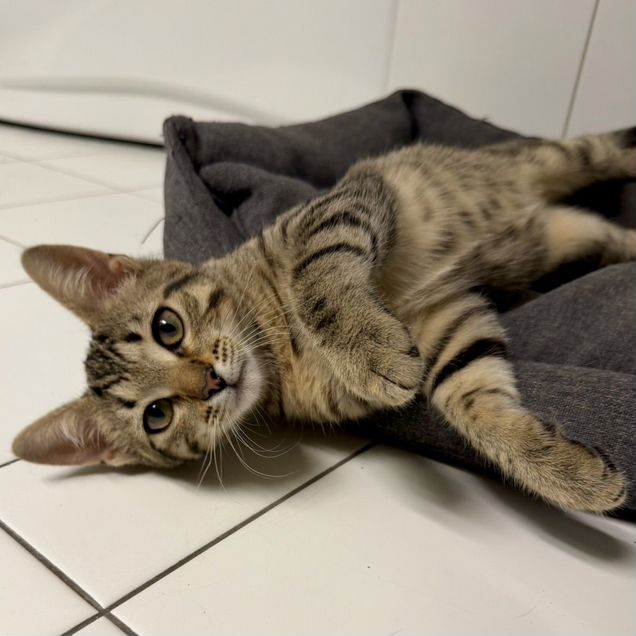 Котёнок в добрые руки
