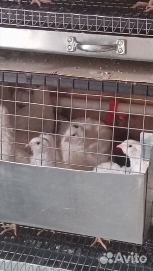 Техасский перепел