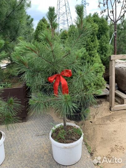 Саженец кедра Сибирского 13 лет