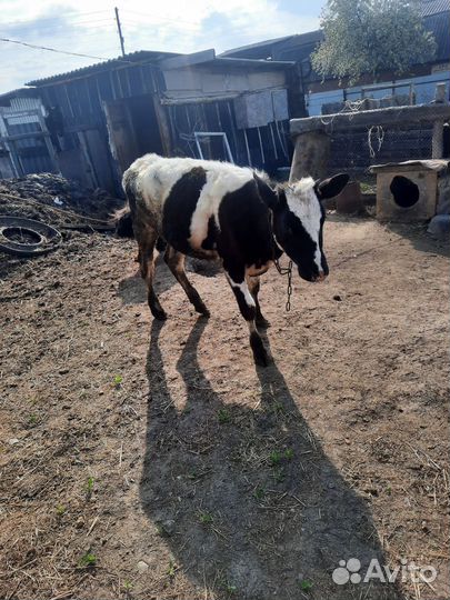 Корова дойная с бычком, телка, боров на племя