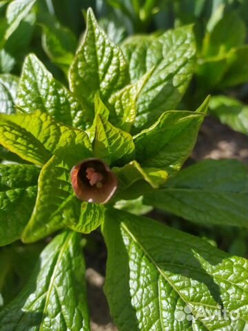 Мандрагора