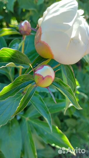 Пион Фестива Максима