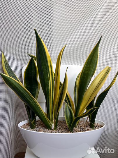 Сансевиерия golden flame