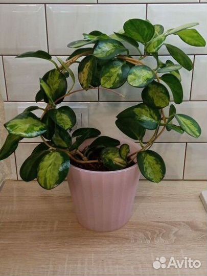 Хойя аустралис лиза и Кримсон квин