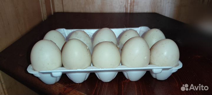 Домашние утиные яйца