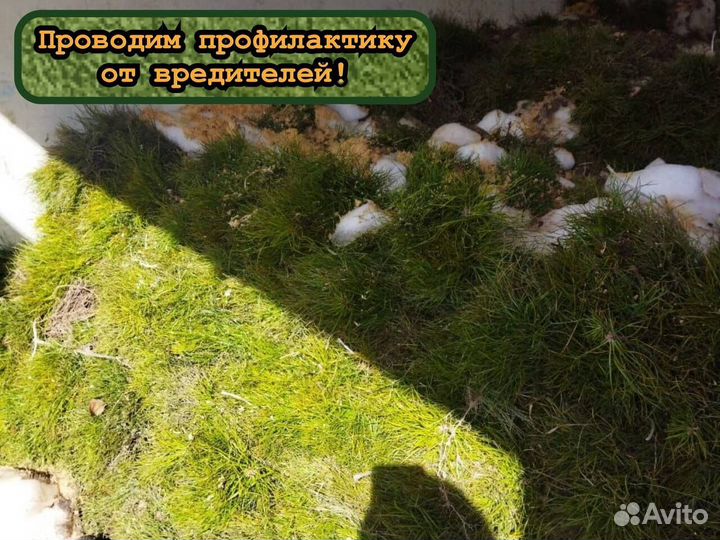 Сеянцы ели и сосны с окс