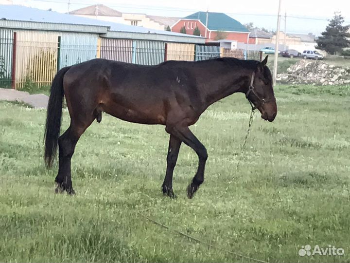 Карачаевский жеребец