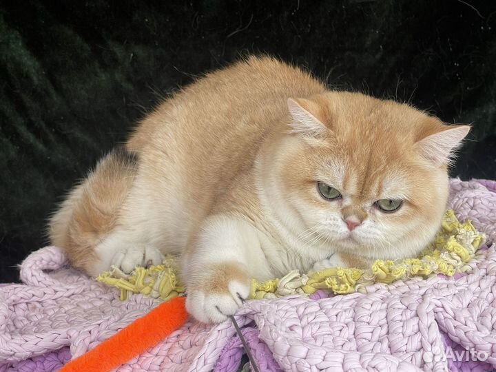 Британский шикарный кот