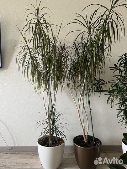 Драцена маргината пальма