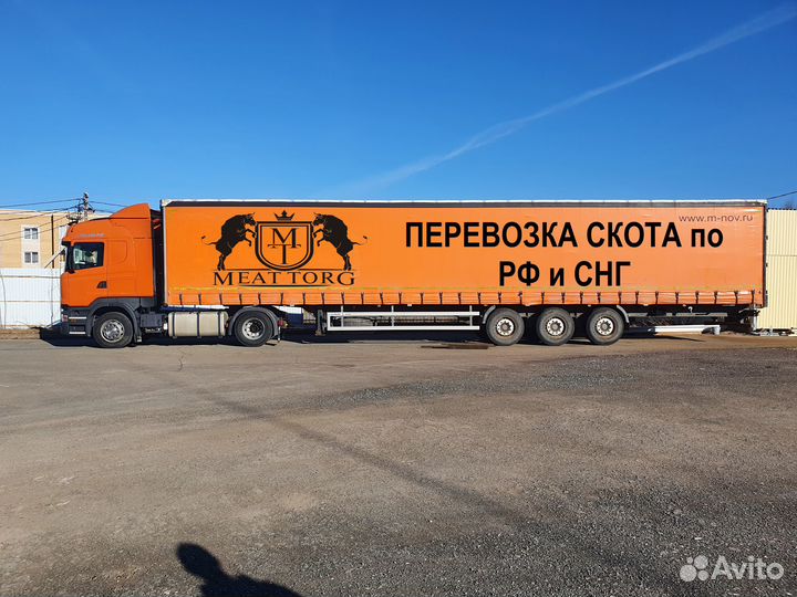 Услуги скотовоза, перевозка скота (коров, быков)