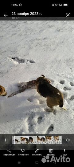 Щенки бигль