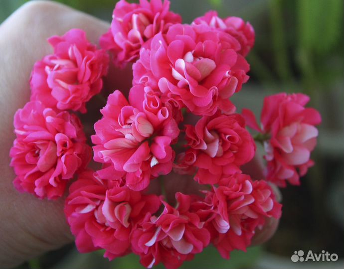 Пеларгонии Селеста