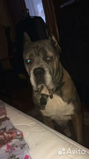 Кане корсо вязка