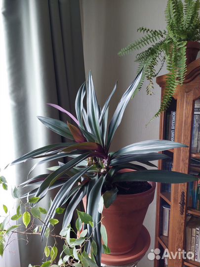 Рэо горшок дерома