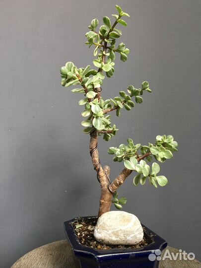 Бонсай Портулакария афра вариегата