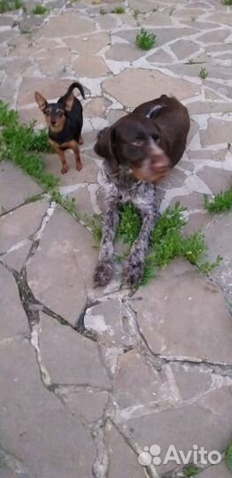 Вязка кобель