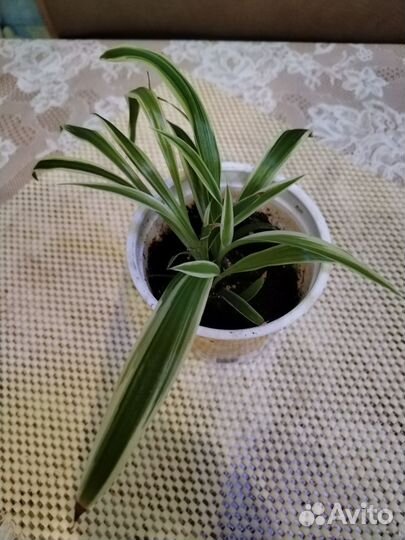 Комнатные цветы