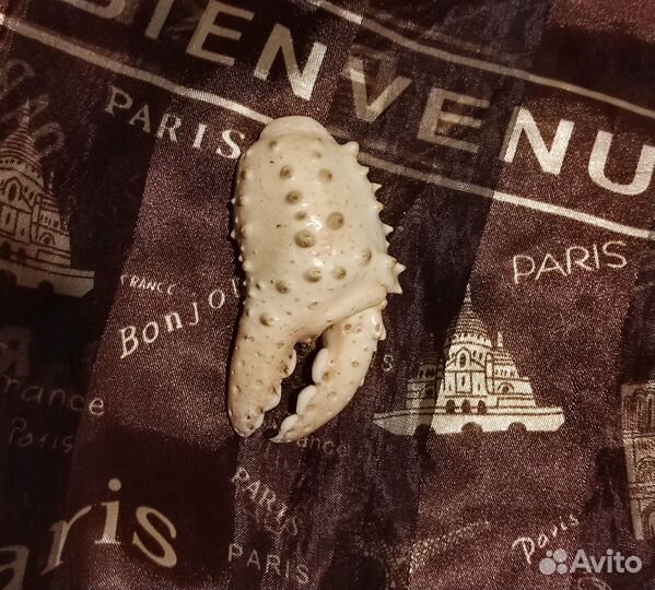 Кусок клешни от панциря краба для поделки