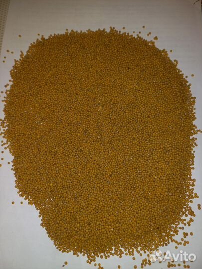 Горчица белая семена