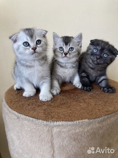 Шотландские котята