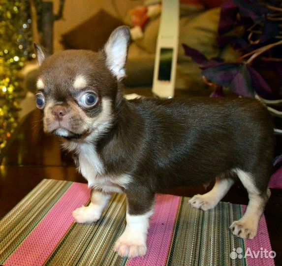 Чихуахуа курносенькие красивые щенки, шоко и лилов